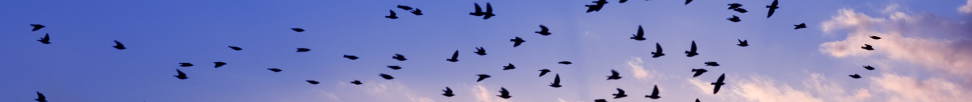seo-migration-birds